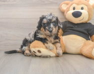5 week old Mini Doxiedoodle Puppy For Sale - Windy City Pups