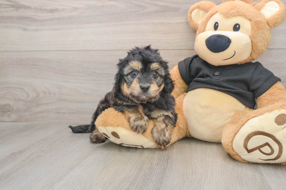 Best Mini Doxiedoodle Baby