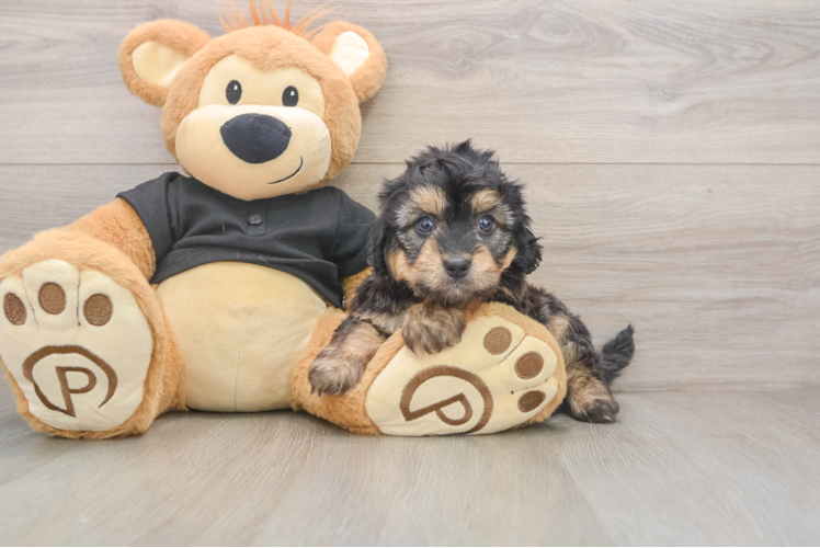 Mini Doxiedoodle Puppy for Adoption