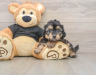 5 week old Mini Doxiedoodle Puppy For Sale - Windy City Pups