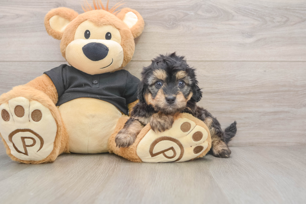 Mini Doxiedoodle Puppy for Adoption