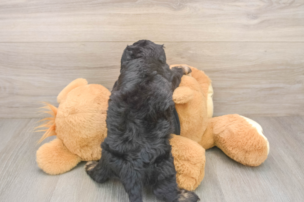 Mini Doxiedoodle Puppy for Adoption