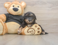 5 week old Mini Doxiedoodle Puppy For Sale - Windy City Pups