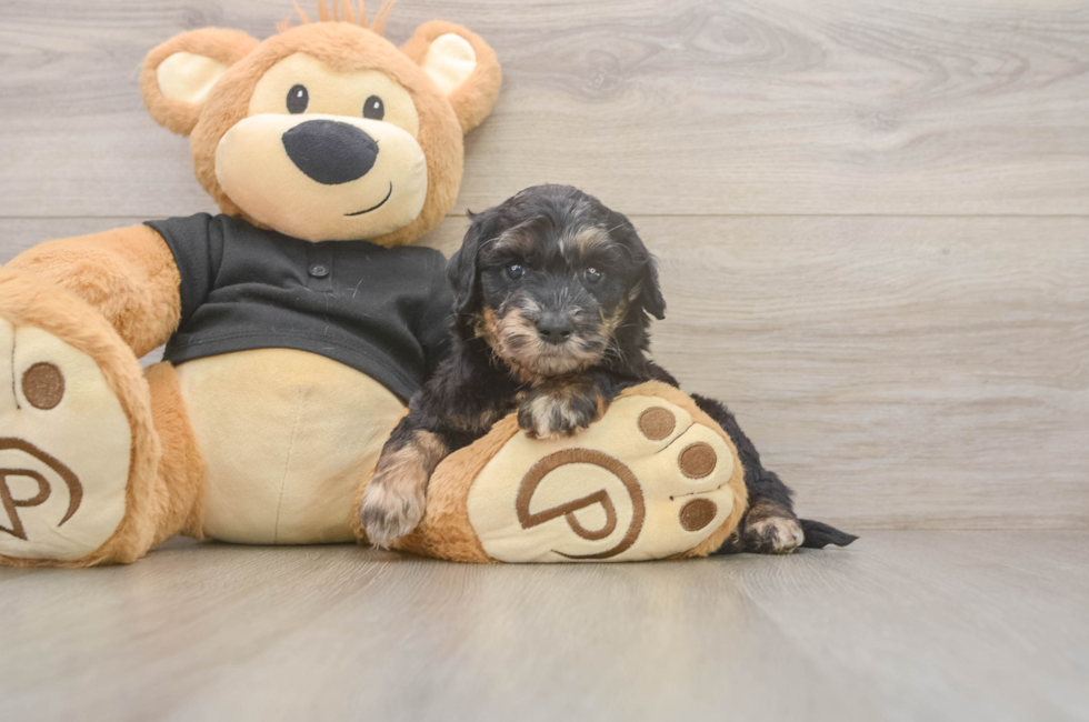 5 week old Mini Doxiedoodle Puppy For Sale - Windy City Pups