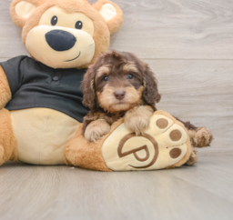 8 week old Mini Doxiedoodle Puppy For Sale - Windy City Pups