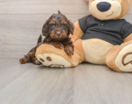 5 week old Mini Doxiedoodle Puppy For Sale - Windy City Pups