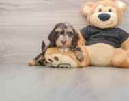 5 week old Mini Doxiedoodle Puppy For Sale - Windy City Pups
