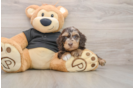 Cute Mini Doxiedoodle Poodle Mix Pup