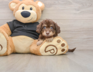 5 week old Mini Doxiedoodle Puppy For Sale - Windy City Pups