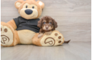 Mini Doxiedoodle Puppy for Adoption