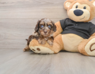 5 week old Mini Doxiedoodle Puppy For Sale - Windy City Pups