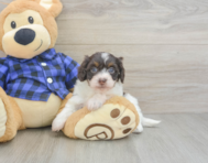6 week old Mini Doxiedoodle Puppy For Sale - Windy City Pups