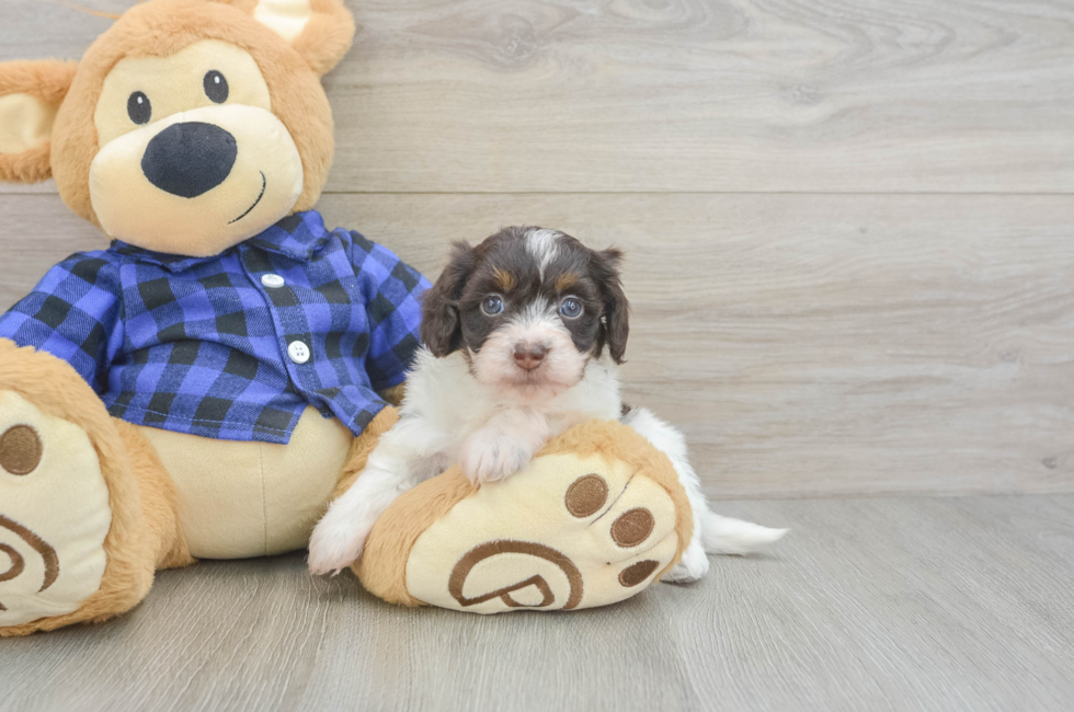 6 week old Mini Doxiedoodle Puppy For Sale - Windy City Pups