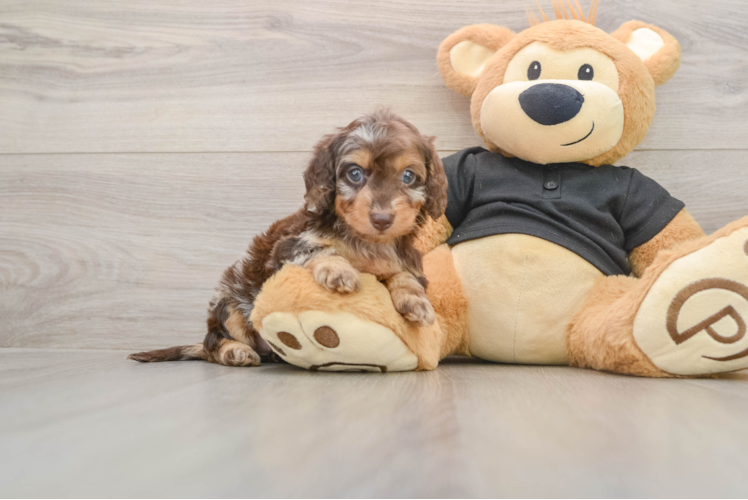 Cute Mini Doxie Poo Poodle Mix Puppy