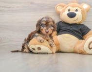5 week old Mini Doxiedoodle Puppy For Sale - Windy City Pups