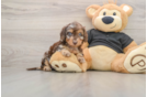 Cute Mini Doxie Poo Poodle Mix Puppy