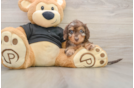 Best Mini Doxiedoodle Baby