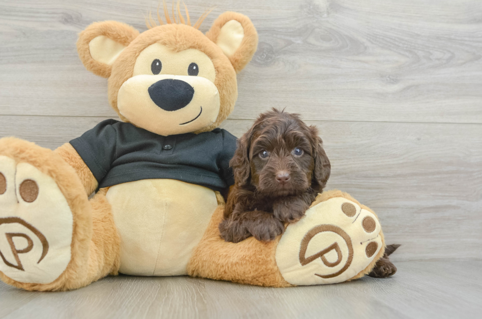 6 week old Mini Doxiedoodle Puppy For Sale - Windy City Pups