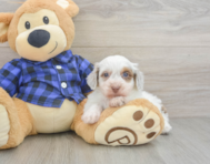 6 week old Mini Doxiedoodle Puppy For Sale - Windy City Pups