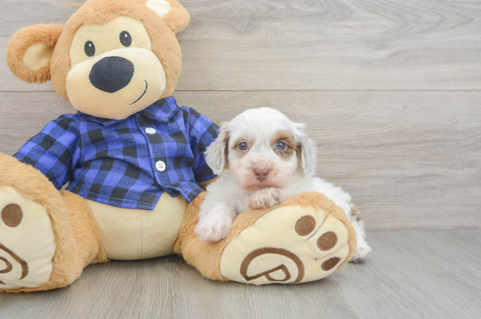 6 week old Mini Doxiedoodle Puppy For Sale - Windy City Pups