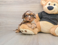 5 week old Mini Doxiedoodle Puppy For Sale - Windy City Pups