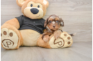 Cute Mini Doxiedoodle Poodle Mix Pup