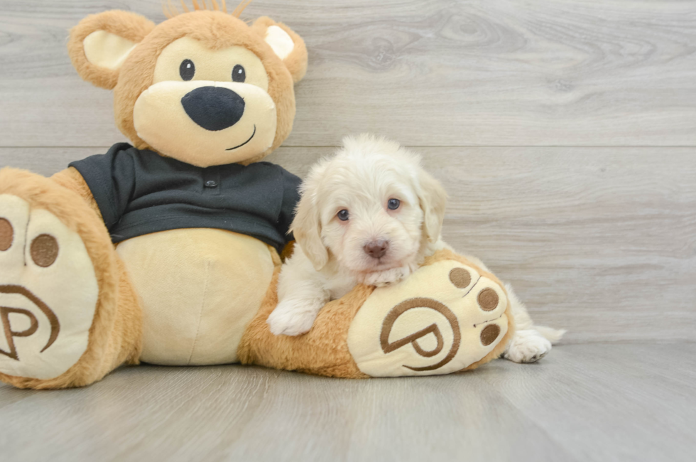 6 week old Mini Doxiedoodle Puppy For Sale - Windy City Pups
