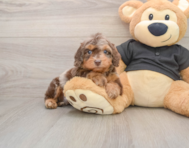 5 week old Mini Doxiedoodle Puppy For Sale - Windy City Pups