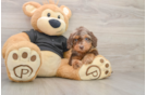 Cute Mini Doxie Poo Poodle Mix Puppy