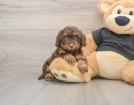 6 week old Mini Doxiedoodle Puppy For Sale - Windy City Pups