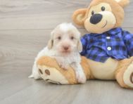 6 week old Mini Doxiedoodle Puppy For Sale - Windy City Pups