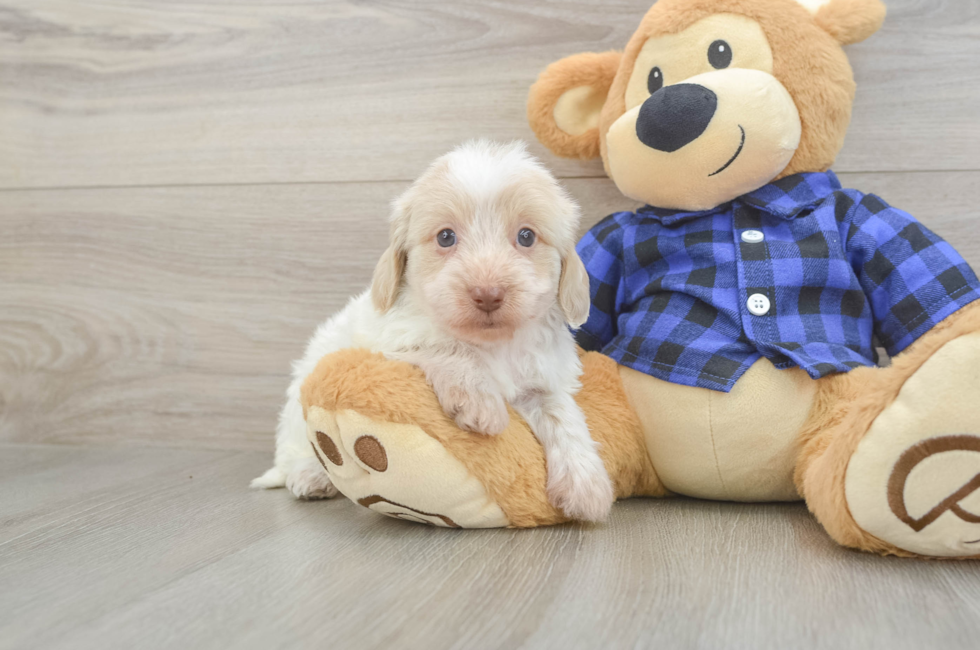 6 week old Mini Doxiedoodle Puppy For Sale - Windy City Pups