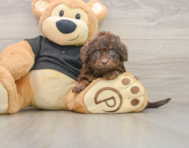 5 week old Mini Doxiedoodle Puppy For Sale - Windy City Pups