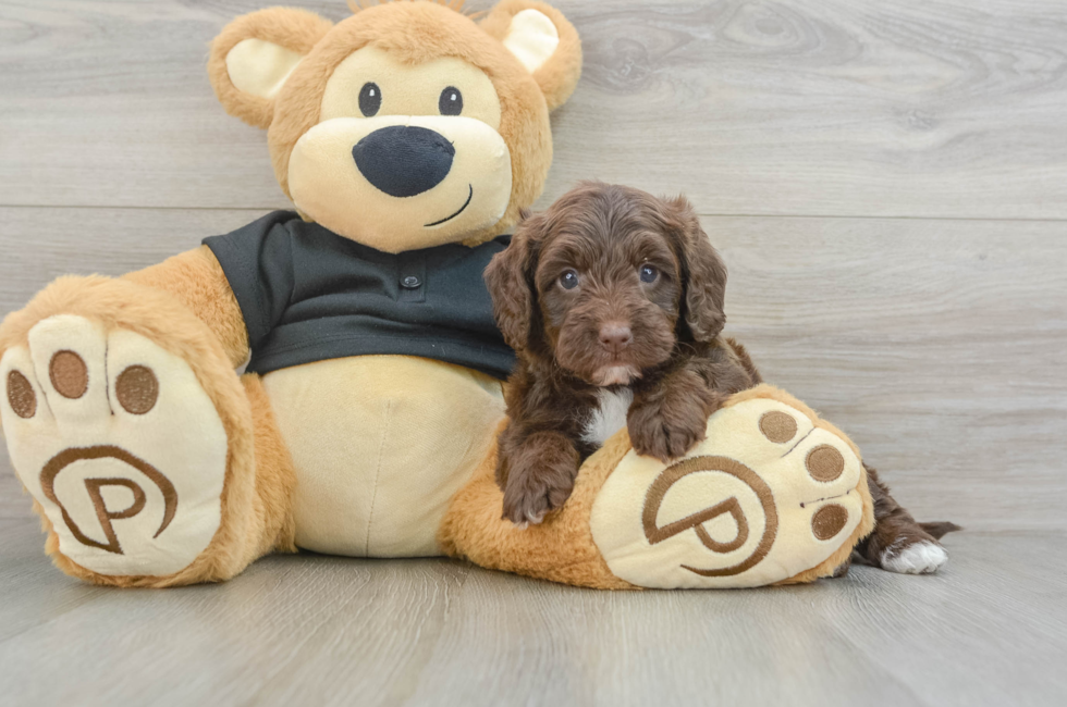 6 week old Mini Doxiedoodle Puppy For Sale - Windy City Pups