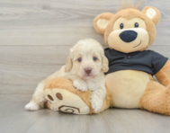 5 week old Mini Doxiedoodle Puppy For Sale - Windy City Pups