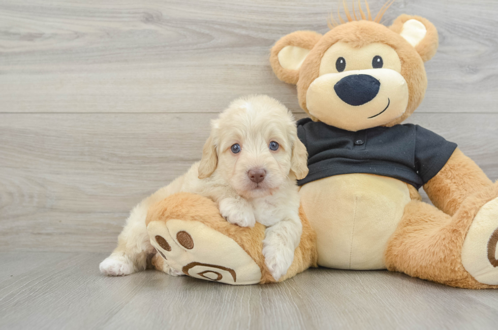 6 week old Mini Doxiedoodle Puppy For Sale - Windy City Pups