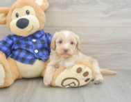 6 week old Mini Doxiedoodle Puppy For Sale - Windy City Pups