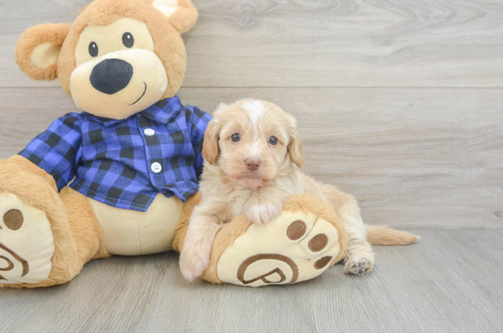 6 week old Mini Doxiedoodle Puppy For Sale - Windy City Pups