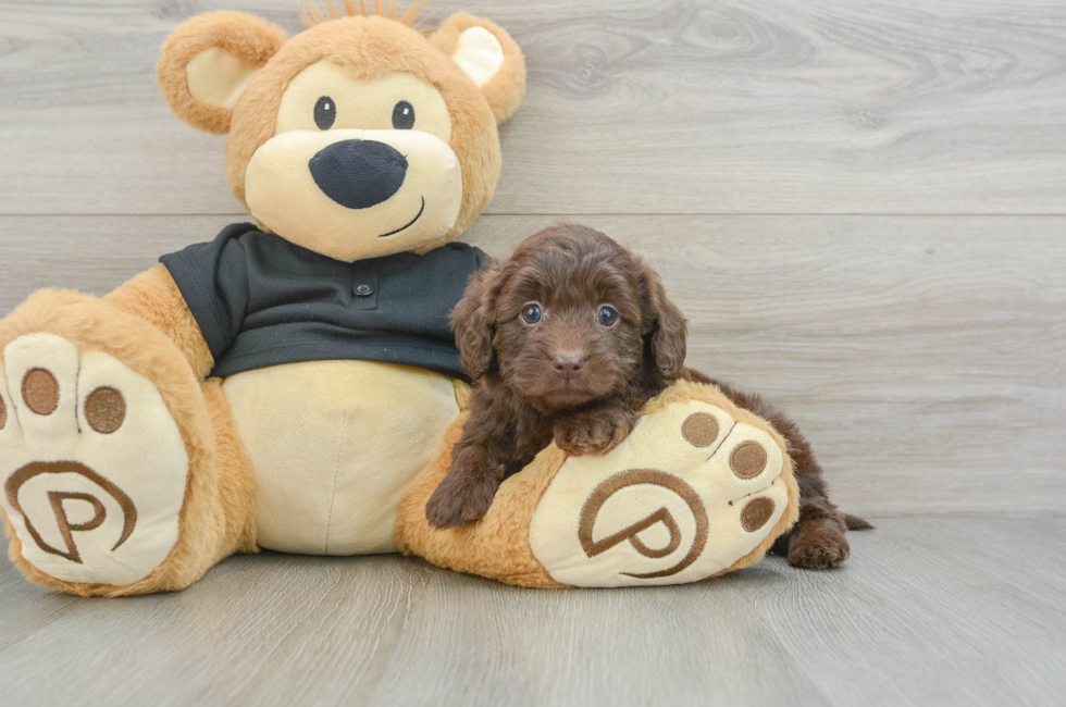 6 week old Mini Doxiedoodle Puppy For Sale - Windy City Pups