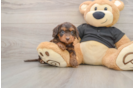 Cute Mini Doxie Poo Poodle Mix Puppy