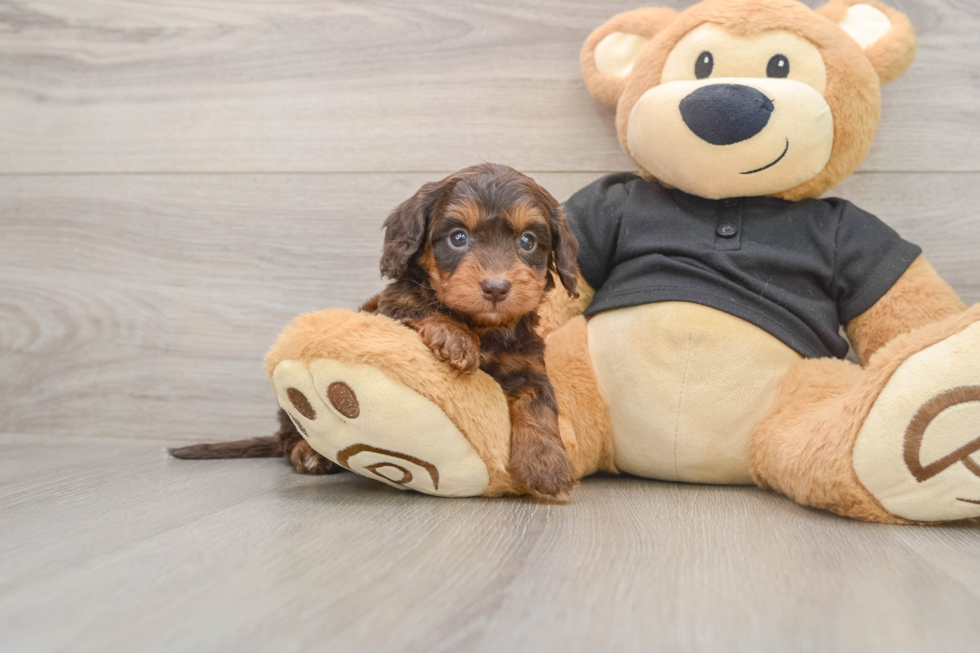 Cute Mini Doxie Poo Poodle Mix Puppy