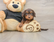 7 week old Mini Doxiedoodle Puppy For Sale - Windy City Pups