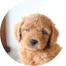 Mini Goldendoodle Puppy For Sale - Windy City Pups