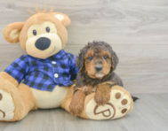 8 week old Mini Goldendoodle Puppy For Sale - Windy City Pups