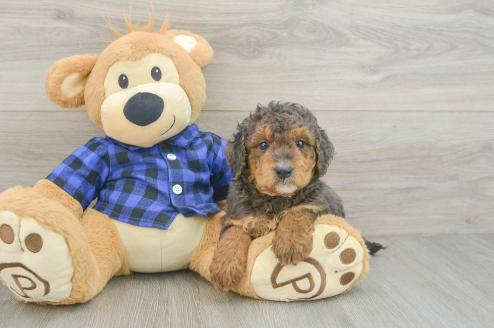 5 week old Mini Goldendoodle Puppy For Sale - Windy City Pups