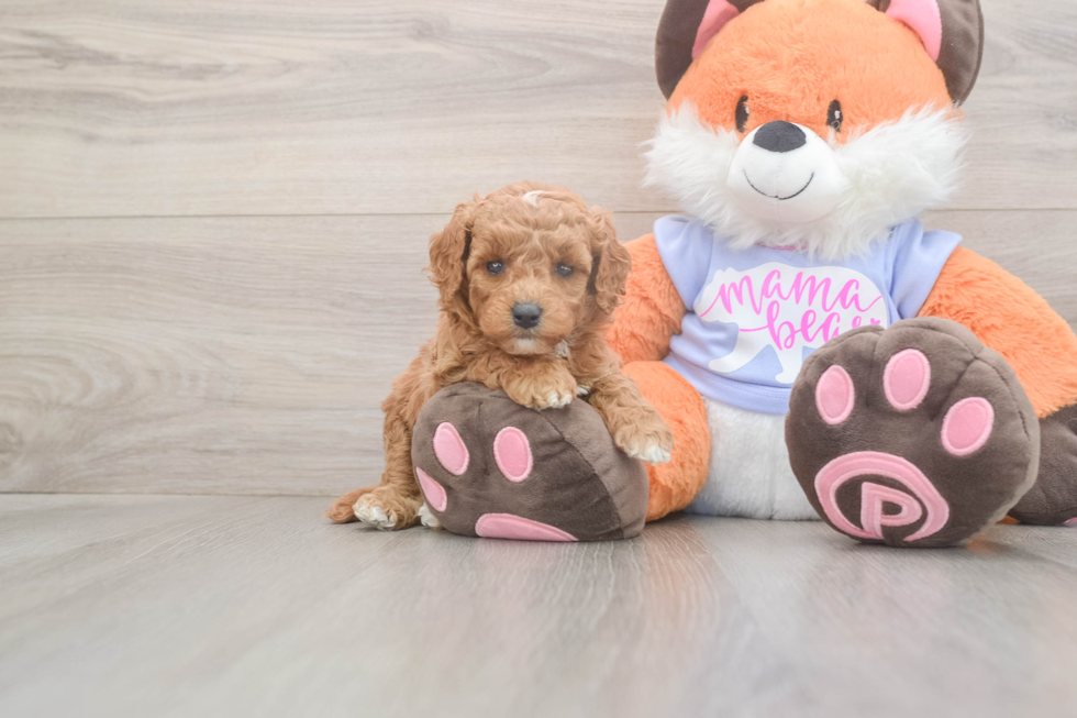 Meet Adora - our Mini Goldendoodle Puppy Photo  1/3 - Windy City Pups Playful Mini Groodle Poodle Mix Puppy