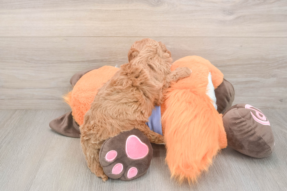 Meet Adora - our Mini Goldendoodle Puppy Photo  3/3 - Windy City Pups Small Mini Goldendoodle Baby