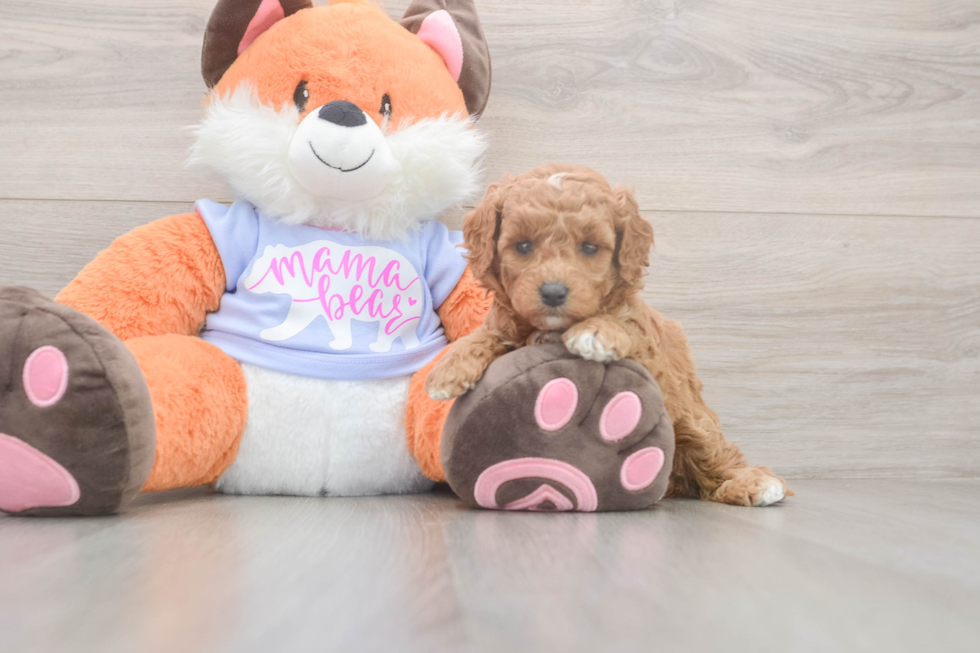 Meet Adora - our Mini Goldendoodle Puppy Photo  2/3 - Windy City Pups Mini Goldendoodle Puppy for Adoption