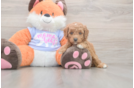 Meet Adora - our Mini Goldendoodle Puppy Photo  2/3 - Windy City Pups Mini Goldendoodle Puppy for Adoption
