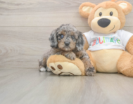 6 week old Mini Goldendoodle Puppy For Sale - Windy City Pups